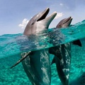 Ученые не могут понять, почему гибнут дельфины