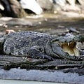 Крокодил отнял газонокосилку