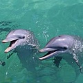 Ученые скоро "заговорят" на языке дельфинов