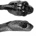 Ученые открыли новый вид змеи, имеющей очень длинное и тонкое тело