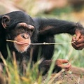 Невероятные "технологии" шимпанзе