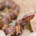 Некоторым самкам змей не нужны самцы для размножения