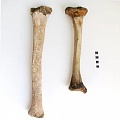 В Италии найден скелет человека-гиганта