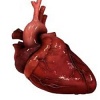 Ученые "чинят" разбитые сердца