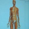Трехмерное анатомическое изображение человека от Google