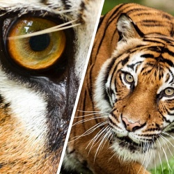 20 фактов о тиграх, которые заставят вас полюбить этих больших кошек