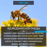 Яд медоносной пчелы