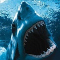 Загадочный морской монстр съел 3-метровую акулу-людоеда