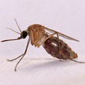 Обнаружены странные комары, которые обходятся без крови