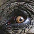 Слонихе прописали контактную линзу