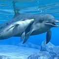 Способны ли дельфины на детоубийство?