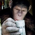 Среди шимпанзе тоже встречаются гении