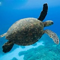 Популяция черепах на Филиппинах побила все рекорды