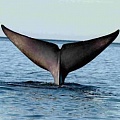 Невероятные способности синих китов