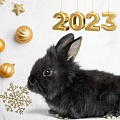 Какие цвета актуальны на 2023 год Кролика