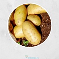 12 способов легко почистить молодую картошку
