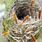 Сигаретные окурки - строительный материал птичьих гнезд