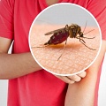 Ученые назвали 4 любимых цвета у комаров