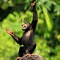 Шимпанзе умеют лечить сами себя