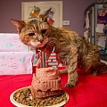 24-летняя кошка Поппи признана старейшей кошкой в мире