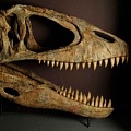 10 невероятных музеев динозавров