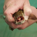 В Америке предлагают вознаграждение за поимку рыб-убийц
