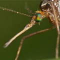 Раскрыт секрет иммунитета комаров