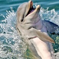 Удивительные способности дельфинов