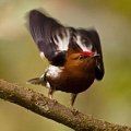 Открыт секрет птиц, которые умеют "петь" крыльями