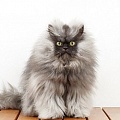 Самый пушистый кот в мире и другие известные коты