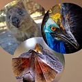 Мы можем их потерять: 35 уникальных животных Австралии
