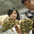 В Бангладеш арестован багаж с редкими черепахами