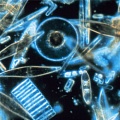 Почему в Арктике с огромной скоростью размножается фитопланктон?