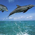 Уникальная способность дельфинов избавляться от диабета