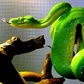 У змей найден неизвестный науке опасный вирус 