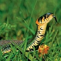 Овуляция и способность  распознавать змей 