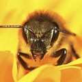 Некоторые пчелы чаще идут на риск