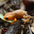 Обнаружена тропическая лягушка с поразительными особенностями 