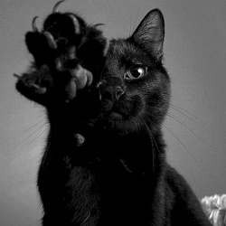 Черный кот – исчадие ада или жертва наветов: отделяем факты от вымыслов