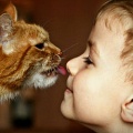 Котенок у ребенка – страховка от аллергии во взрослом возрасте