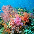Коралловые рифы исчезнут через 50 лет