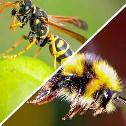 Чем отличаются пчела, шмель, оса и шершень, и кто из них опаснее :: Инфониак