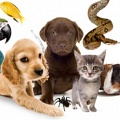 Тест: какое домашнее животное у Вас дома и почему? 