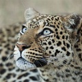 Любопытные факты о леопардах