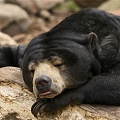 У спящих медведей быстрее заживают раны