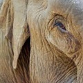 Слона-убийцу "заточили" в зоопарк