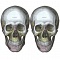 Кости черепа с возрастом меняют форму