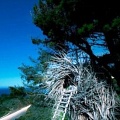 Гнезда для людей и другие невероятные дома на деревьях