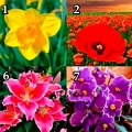 Развлекательный тест: выбери цветок и прочти о себе
