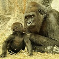 У горилл есть свой "язык родителей"